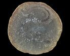 Unidentified Fossil Worm (Pos/Neg) - Mazon Creek #70599-2